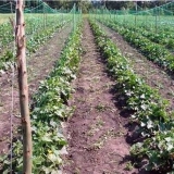 Kako posaditi krastavce u otvoreno tlo sa sjemenkama